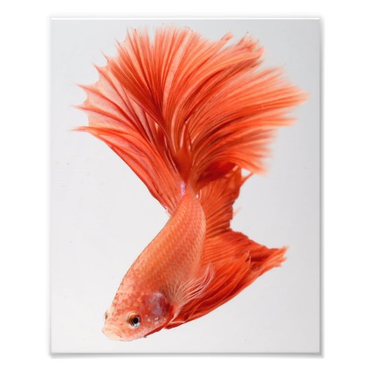 Oranje Halfmoon Betta Fish Foto Afdruk (Voorkant)