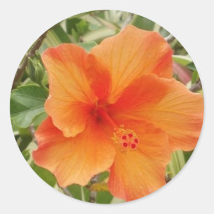 oranje Hawaii hibiscus-plant Ronde Sticker