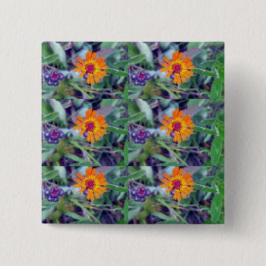 Oranje Hawkweed 1 Button (Voorkant)