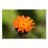 Oranje Hawkweed Foto Afdruk (Voorkant)
