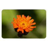Oranje Hawkweed Magneet (Horizontaal)