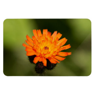 Oranje Hawkweed Magneet