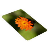 Oranje Hawkweed Magneet (Rechterzijde)
