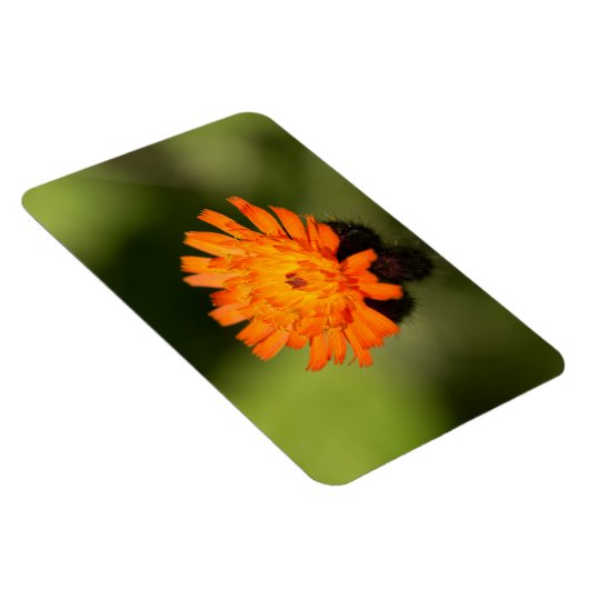Oranje Hawkweed Magneet (Rechterzijde)