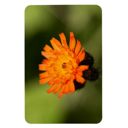 Oranje Hawkweed Magneet (Verticaal)