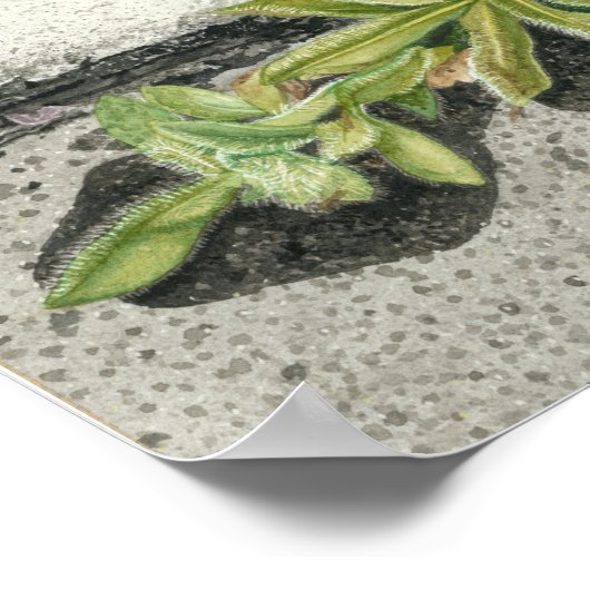 Oranje Hawkweed Poster (Hoek)