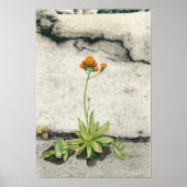 Oranje Hawkweed Poster (Voorkant)