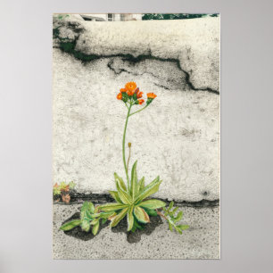 Oranje Hawkweed Poster