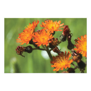 Oranje Hawkweed Wilde Dingen Foto Afdruk