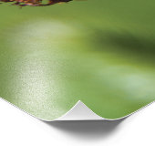 Oranje Hawkweed Wilde Dingen Foto Afdruk (Hoek)