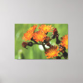 Oranje Hawroed - Wilde Dingen Fotografie Canvas Afdruk (Voorkant)