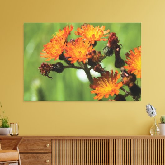 Oranje Hawroed - Wilde Dingen Fotografie Canvas Afdruk (Insitu (Woonkamer))