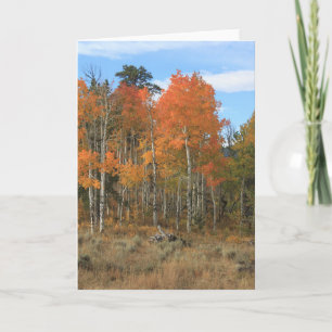 Oranje Herfst Aspen All Occasion Wenskaart Kaart