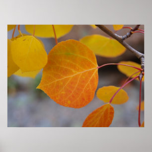 Oranje herfst Leaf Poster