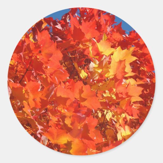 Oranje herfstblaadjes stickers Herfstblaadjes (Voorkant)