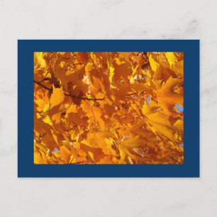 Oranje herfstboombladeren postkaarten