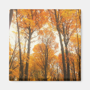 Oranje herfstbos magneet