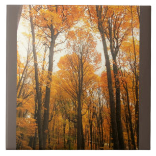Oranje herfstbos tegeltje