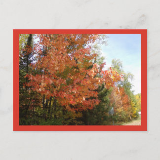 Oranje herfstpracht in MN ansichtkaart Briefkaart