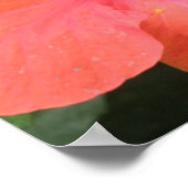 Oranje Hibiscus Bloem Macro Print (Hoek)