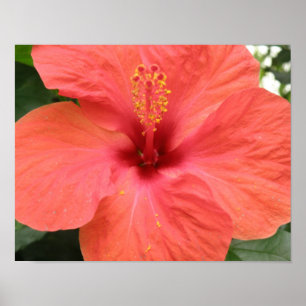 Oranje Hibiscus Bloem Macro Print
