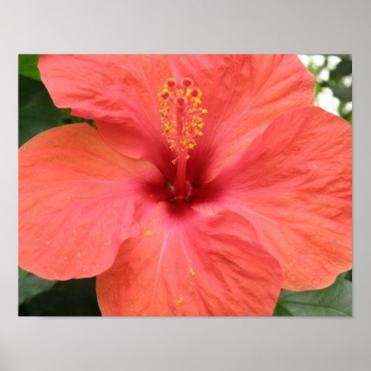 Oranje Hibiscus Bloem Macro Print (Voorkant)