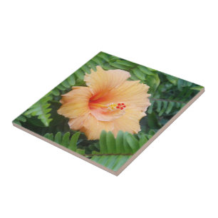 Oranje Hibiscus Bloem met Varens Tegeltje