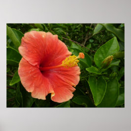 Oranje Hibiscus Bloem Tropisch Bloemstuk Poster