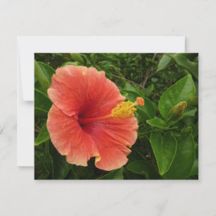 Oranje Hibiscus Bloem Tropische Floral