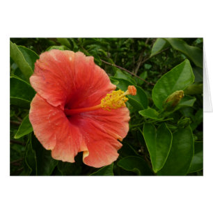 Oranje Hibiscus Bloem Tropische Floral
