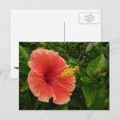 Oranje Hibiscus Bloem Tropische Floral Briefkaart (Voorkant / Achterkant)