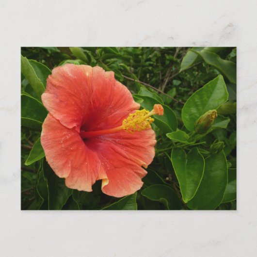 Oranje Hibiscus Bloem Tropische Floral Briefkaart (Voorkant)