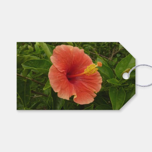Oranje Hibiscus Bloem Tropische Floral Cadeaulabel (Voorkant (Horizontaal))