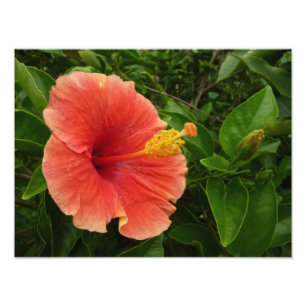 Oranje Hibiscus Bloem Tropische Floral Foto Afdruk