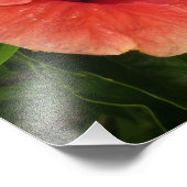Oranje Hibiscus Bloem Tropische Floral Foto Afdruk (Hoek)