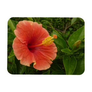 Oranje Hibiscus Bloem Tropische Floral Magneet