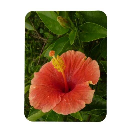 Oranje Hibiscus Bloem Tropische Floral Magneet (Verticaal)