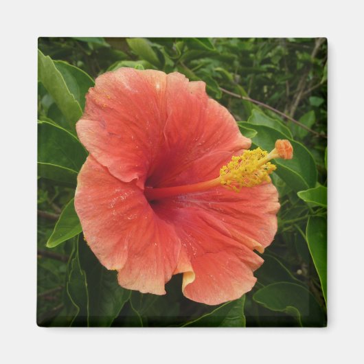 Oranje Hibiscus Bloem Tropische Floral Magneet (Voorkant)