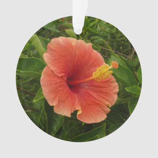 Oranje Hibiscus Bloem Tropische Floral Ornament (voorkant)