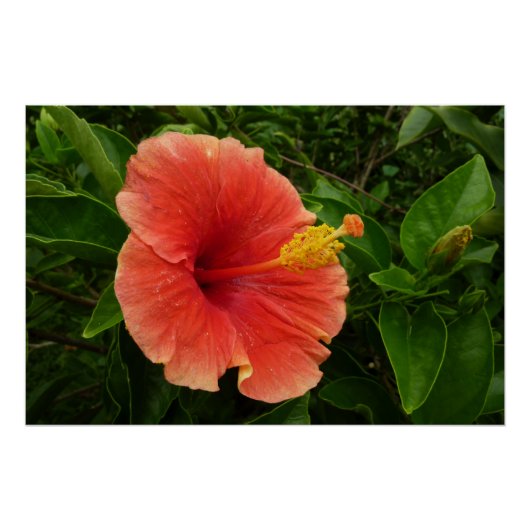 Oranje Hibiscus Bloem Tropische Floral Poster (Voorkant)