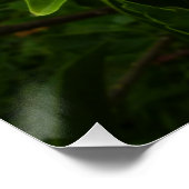 Oranje Hibiscus Bloem Tropische Floral Poster (Hoek)