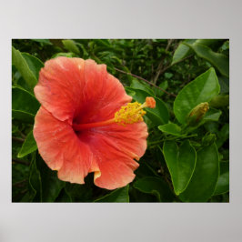Oranje Hibiscus Bloem Tropische Floral Poster