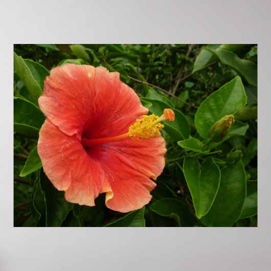 Oranje Hibiscus Bloem Tropische Floral Poster (Voorkant)