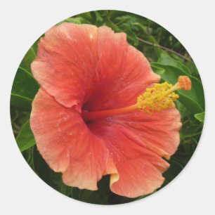 Oranje Hibiscus Bloem Tropische Floral Ronde Sticker