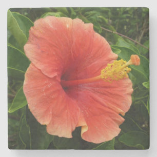 Oranje Hibiscus Bloem Tropische Floral Stenen Onderzetter