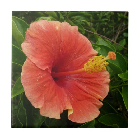 Oranje Hibiscus Bloem Tropische Floral Tegeltje (Voorkant)