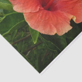 Oranje Hibiscus Bloem Tropische Floral Tissuepapier (Detail)