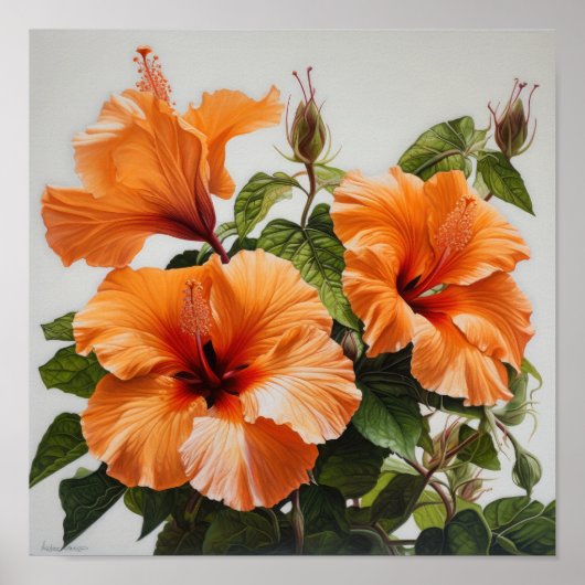 Oranje Hibiscus Bloemenkunst Print Poster (Voorkant)