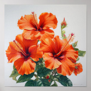 Oranje Hibiscus Bloemenkunst Print Poster