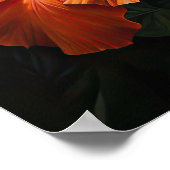 Oranje Hibiscus Bloemenkunst Print Poster (Hoek)